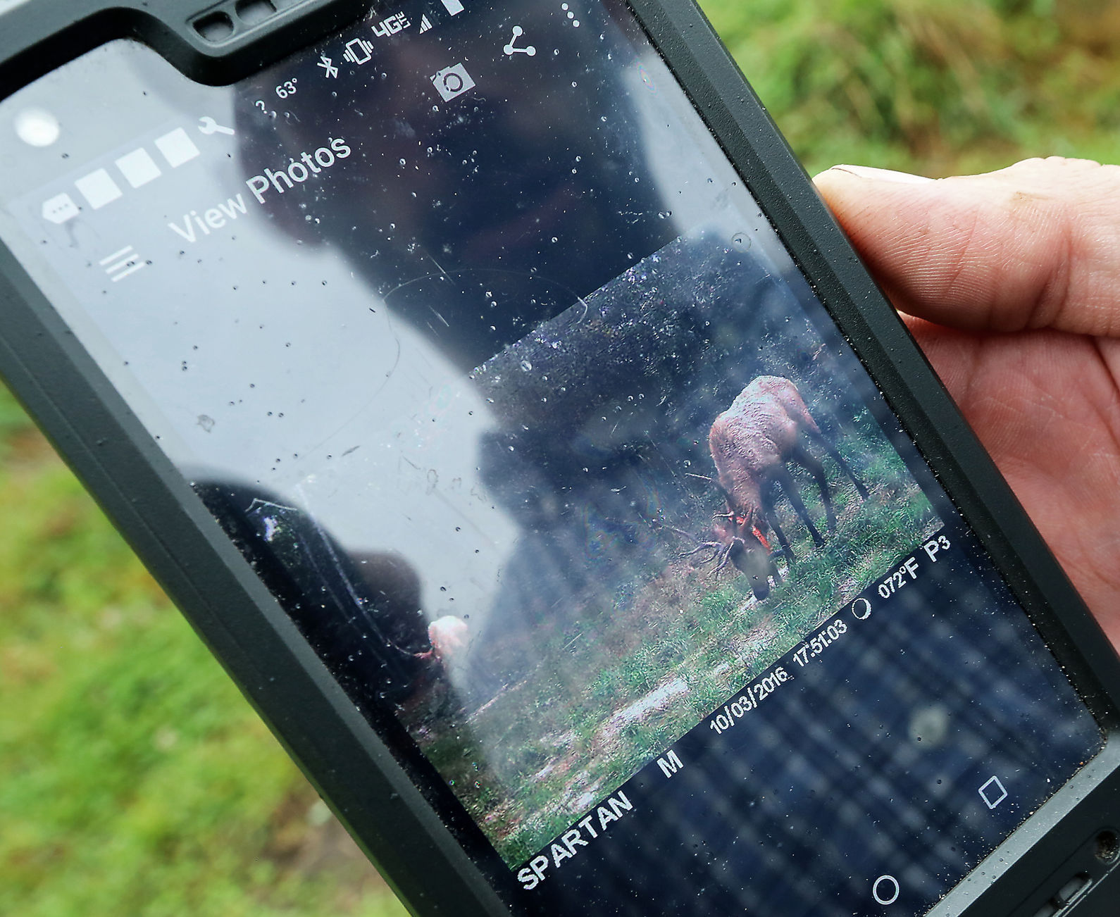 Elk Reintroduction